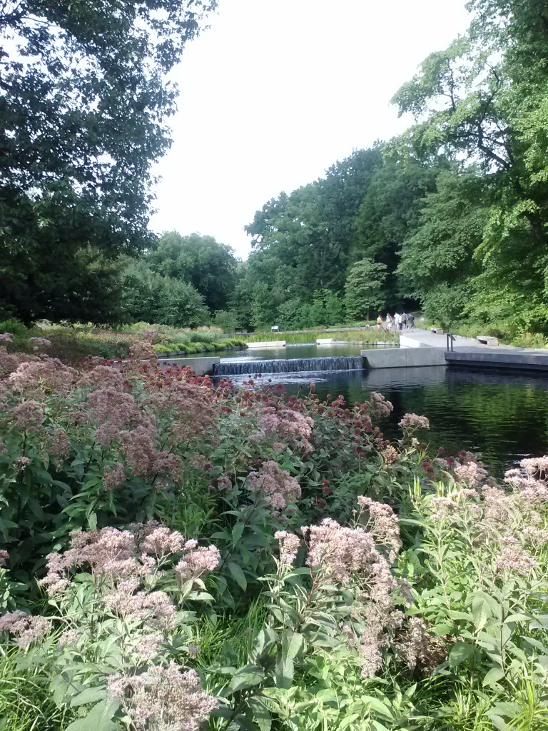 joe-pye weed