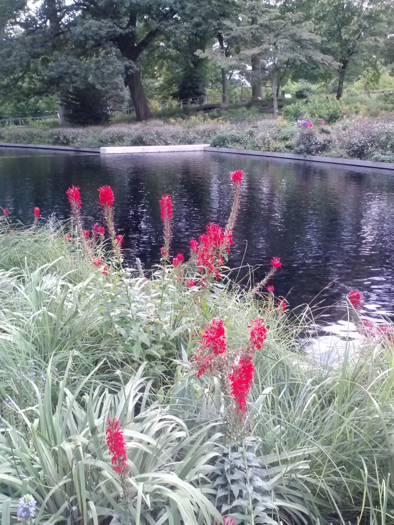 lobelia cardinalis