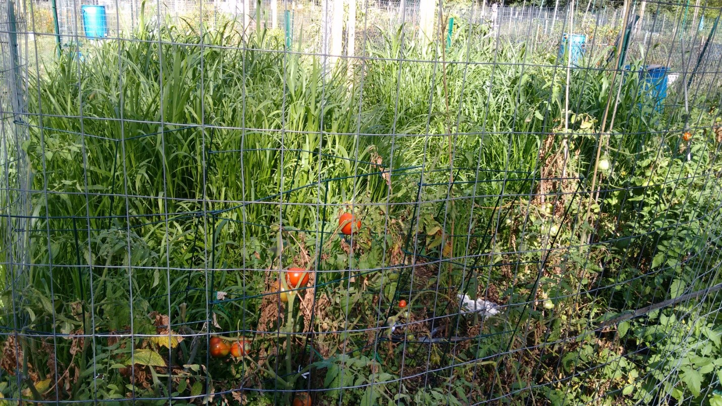 Puffballs ate my mulch :Cornell Mushroom Blog