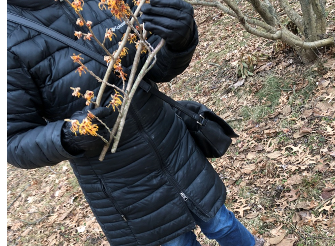 Text Box: Tim Brotzman gathering Witch Hazel stems for Kris Gilson (photo by Mark Gilson)