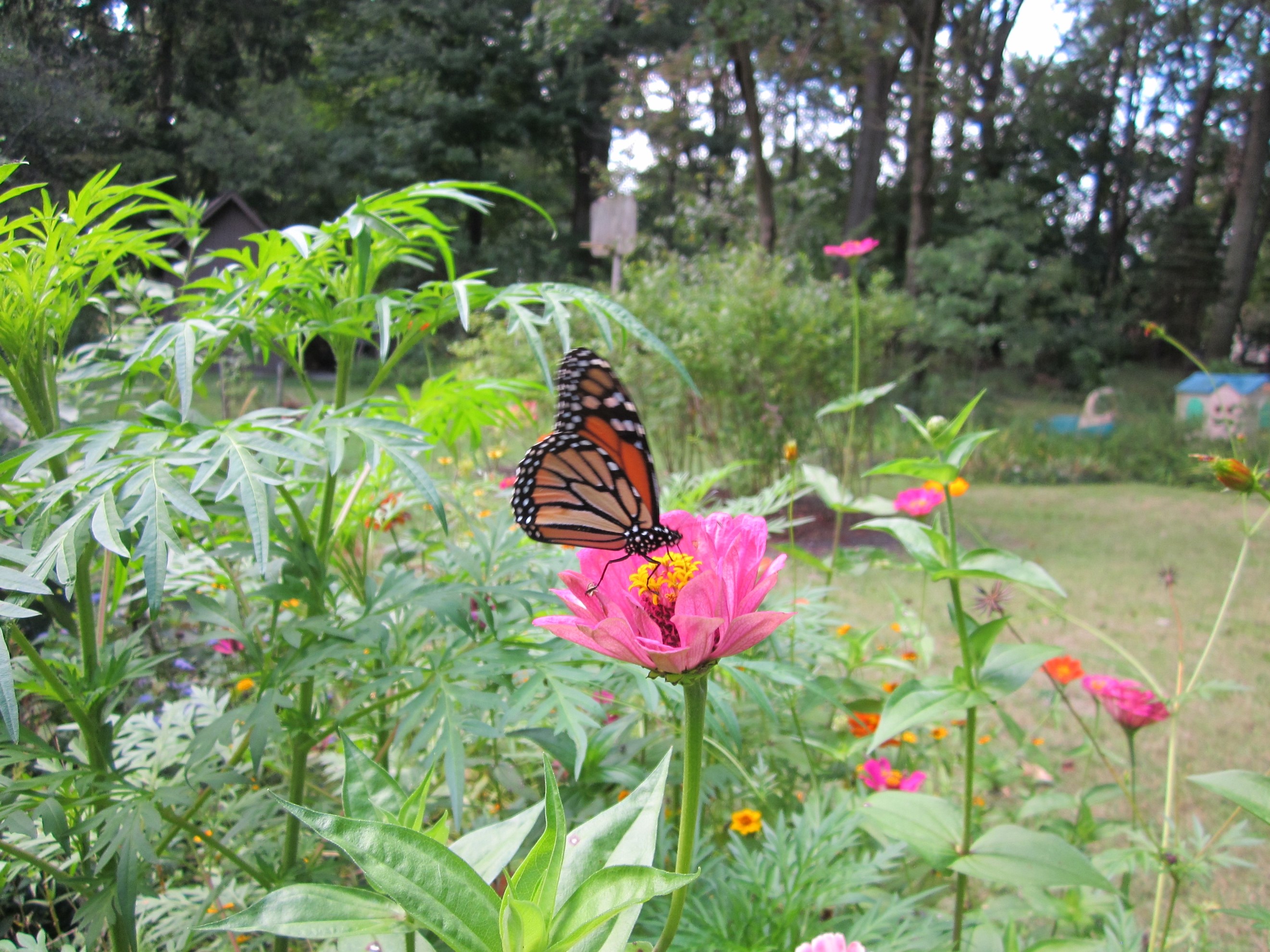 Monarch butterfly on a Zinnia