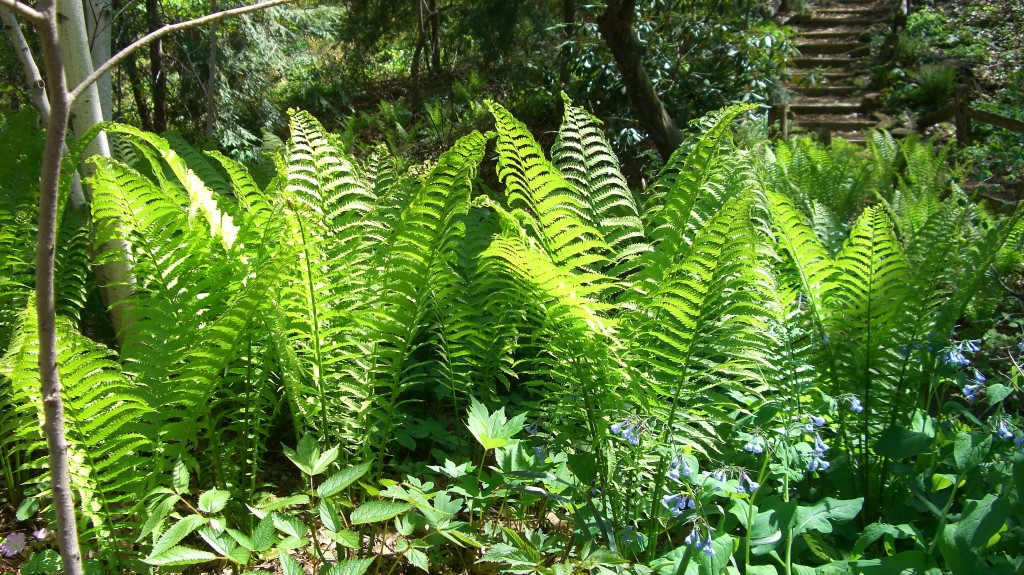 Diverse Landscapes for Shaded Areas Using Ferns and Sedges: With Photos ...