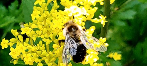 Bumblebee on yellow flowers