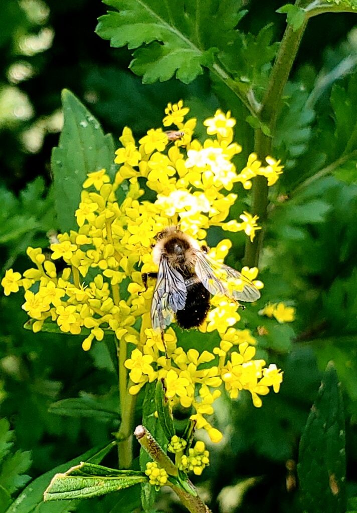 Bumblebee on yellow flowers